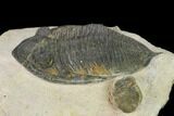 Bargain, Zlichovaspis Trilobite - Atchana, Morocco #137918-3